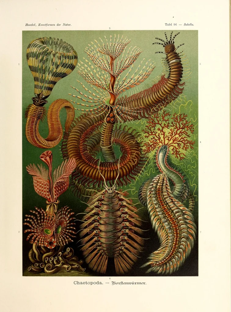 An illustration from Kunstformen der Natur, 1904, leaf 91