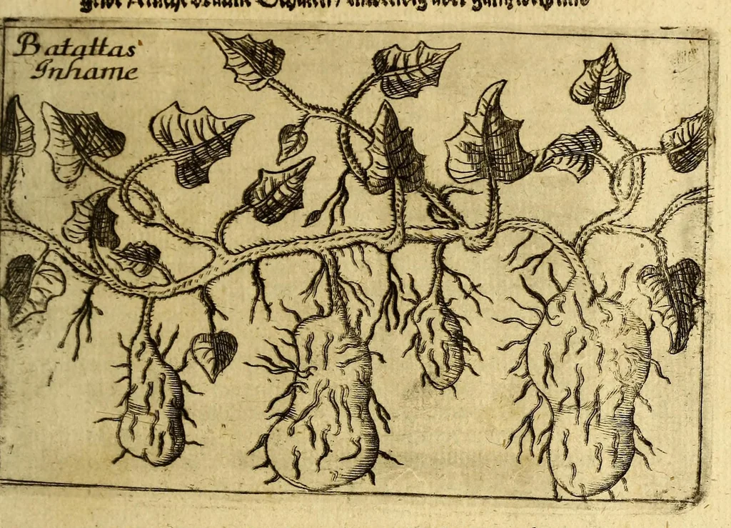 An illustration from Kurtze Reise Beschreibung Hr. Heinrich von Uchteritz ... Worinnen vermeldet, was er auf derselben für Unglück und Glück gehabt, sonderlich wie er gefangen nach West Indien geführet, zur Sclaverey verkaufft, und auff der Insel Barbados durch den Namen seines Herrn Vettern Johan Christoff von Uchteritz, vff Medewitz und Spansdorff erbgesessen Cammer Juncker auff Gottorff, wunderlich errettet und erlöset worden, 1666, leaf 23