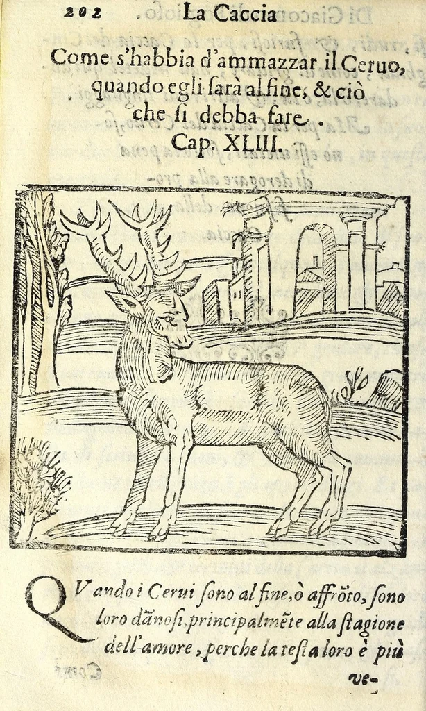 An illustration from La caccia di Giacomo di Foglioso, scudiero e signore di esso luogo, paese di Gastina in Poitù : con molte ricette & rimedij per risanare i cani da diuerse malattie, 1615, leaf 212