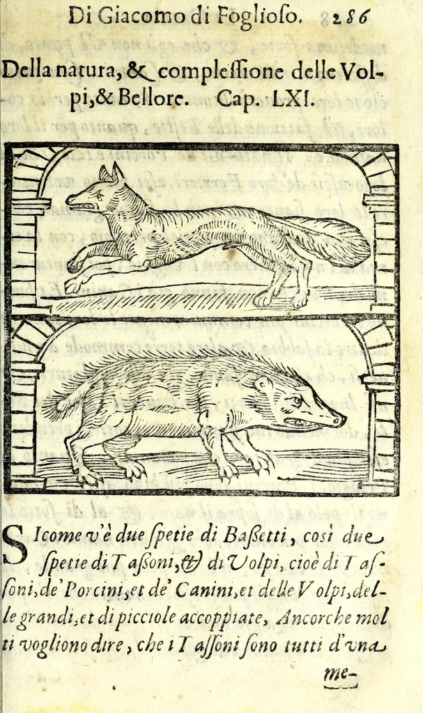 An illustration from La caccia di Giacomo di Foglioso, scudiero e signore di esso luogo, paese di Gastina in Poitù : con molte ricette & rimedij per risanare i cani da diuerse malattie, 1615, leaf 297