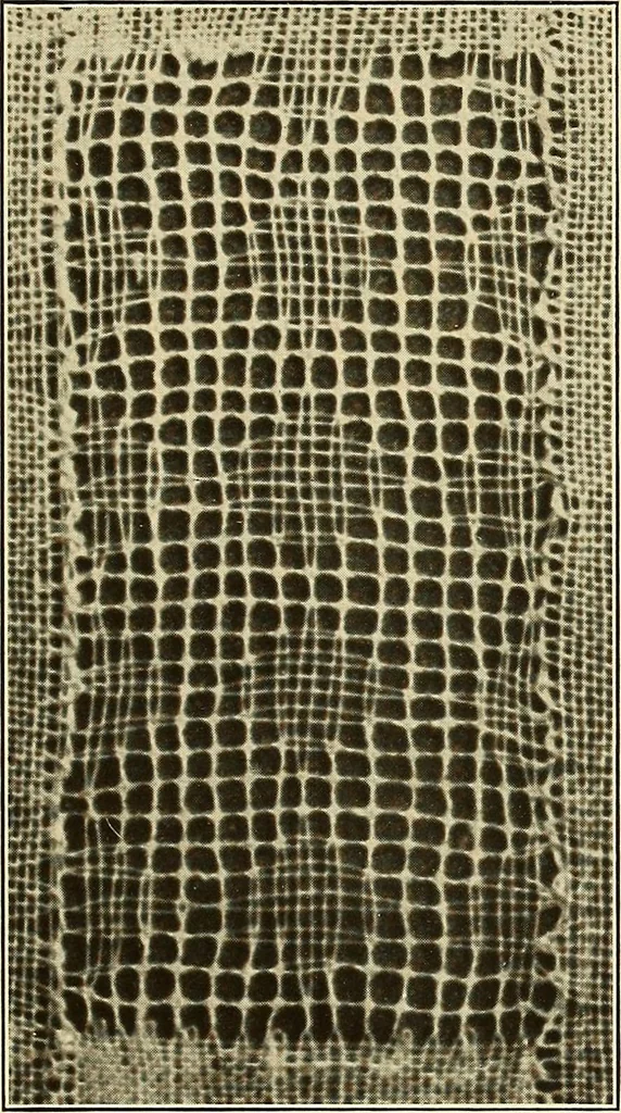 An illustration from A lace guide for makers and collectors; with bibliography and five-language nomenculture, profusely illus. with halftone plates and key designs, 1920, leaf 108