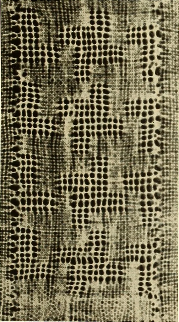 An illustration from A lace guide for makers and collectors; with bibliography and five-language nomenculture, profusely illus. with halftone plates and key designs, 1920, leaf 114