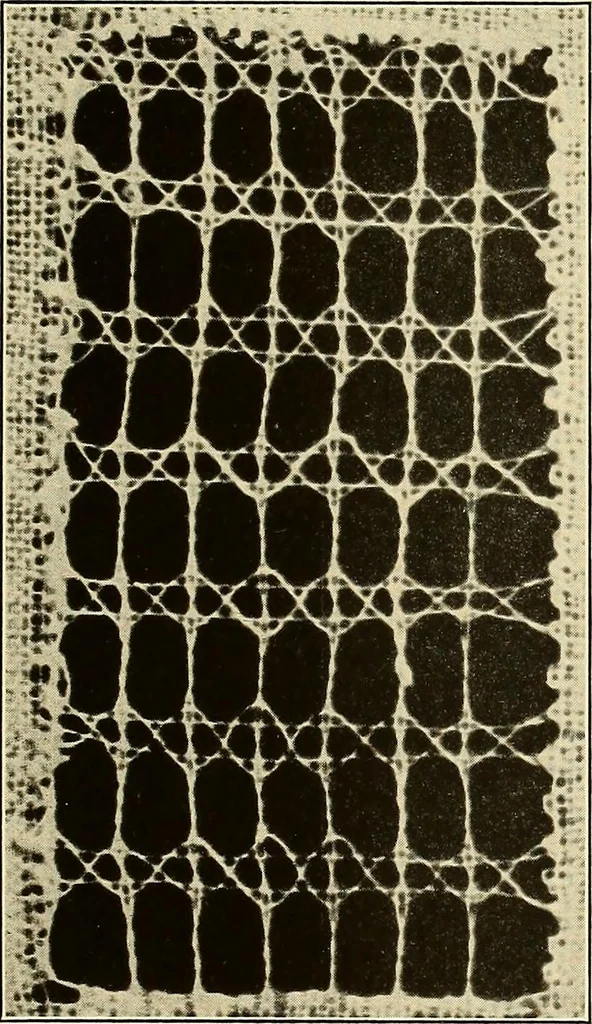 An illustration from A lace guide for makers and collectors; with bibliography and five-language nomenculture, profusely illus. with halftone plates and key designs, 1920, leaf 118