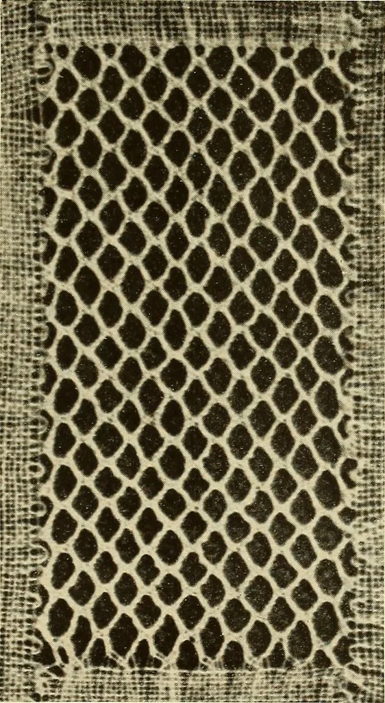 An illustration from A lace guide for makers and collectors; with bibliography and five-language nomenculture, profusely illus. with halftone plates and key designs, 1920, leaf 124