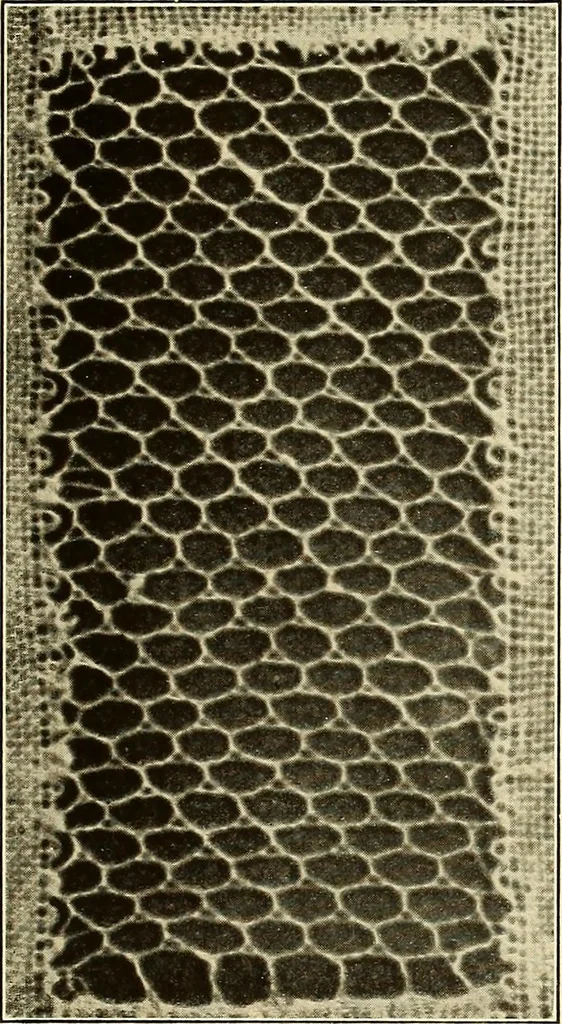 An illustration from A lace guide for makers and collectors; with bibliography and five-language nomenculture, profusely illus. with halftone plates and key designs, 1920, leaf 128
