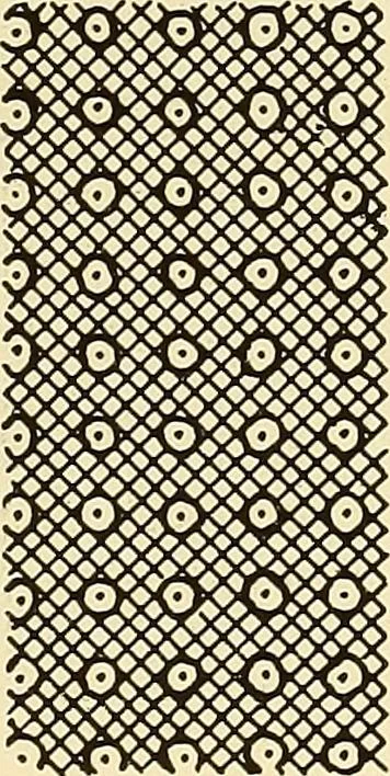 An illustration from A lace guide for makers and collectors; with bibliography and five-language nomenculture, profusely illus. with halftone plates and key designs, 1920, leaf 134