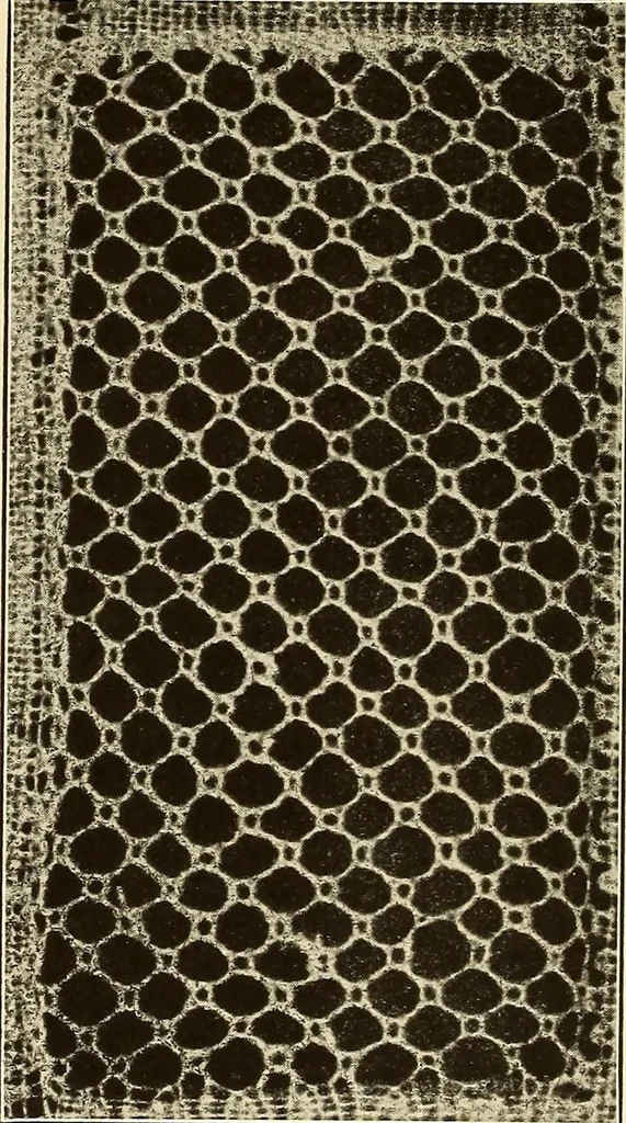 An illustration from A lace guide for makers and collectors; with bibliography and five-language nomenculture, profusely illus. with halftone plates and key designs, 1920, leaf 137