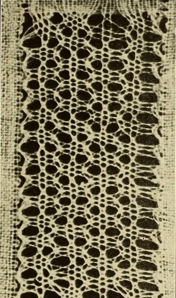 An illustration from A lace guide for makers and collectors; with bibliography and five-language nomenculture, profusely illus. with halftone plates and key designs, 1920, leaf 138