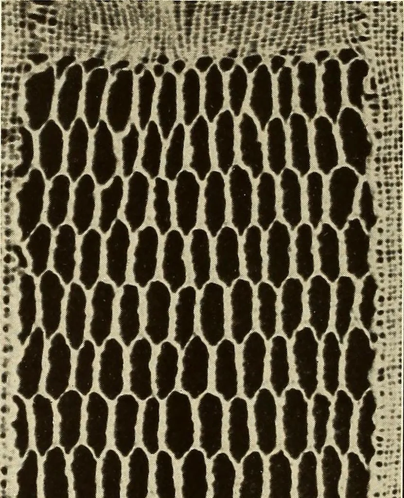 An illustration from A lace guide for makers and collectors; with bibliography and five-language nomenculture, profusely illus. with halftone plates and key designs, 1920, leaf 139