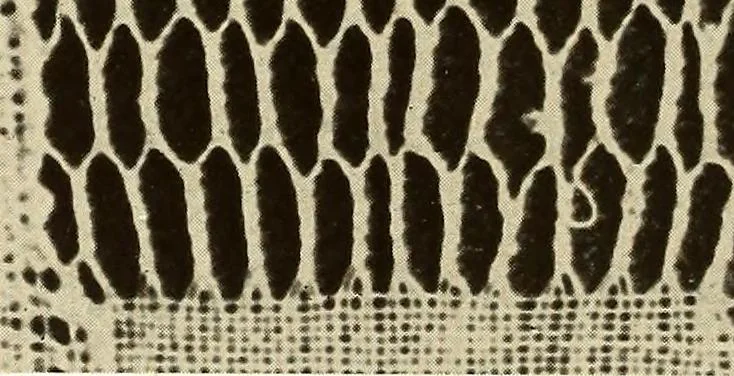 An illustration from A lace guide for makers and collectors; with bibliography and five-language nomenculture, profusely illus. with halftone plates and key designs, 1920, leaf 139