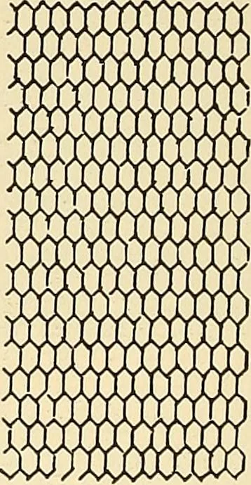 An illustration from A lace guide for makers and collectors; with bibliography and five-language nomenculture, profusely illus. with halftone plates and key designs, 1920, leaf 139
