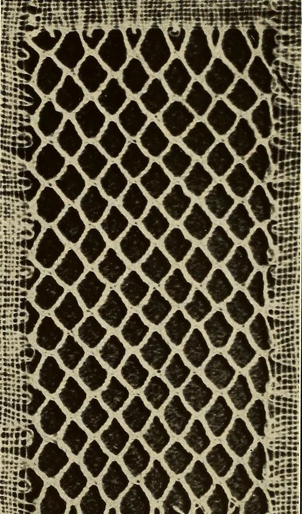 An illustration from A lace guide for makers and collectors; with bibliography and five-language nomenculture, profusely illus. with halftone plates and key designs, 1920, leaf 143