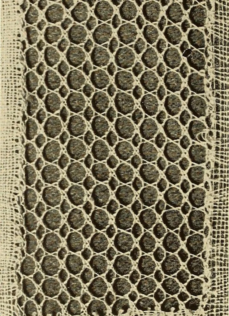 An illustration from A lace guide for makers and collectors; with bibliography and five-language nomenculture, profusely illus. with halftone plates and key designs, 1920, leaf 145