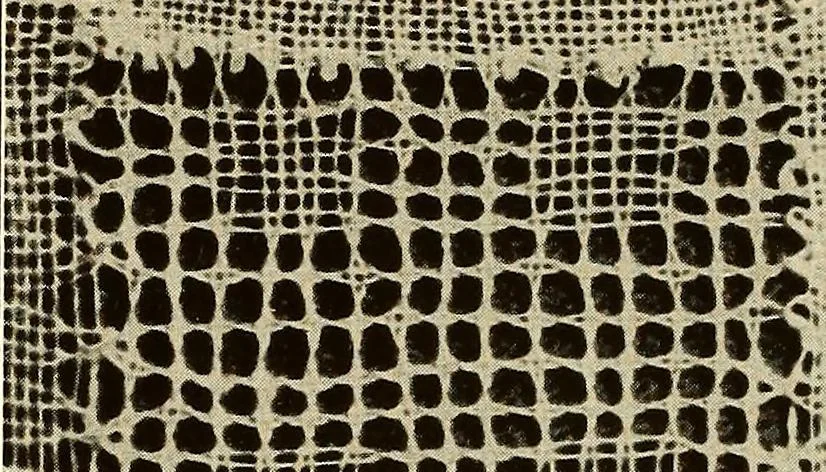 An illustration from A lace guide for makers and collectors; with bibliography and five-language nomenculture, profusely illus. with halftone plates and key designs, 1920, leaf 151