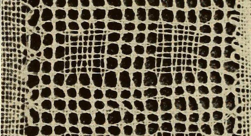 An illustration from A lace guide for makers and collectors; with bibliography and five-language nomenculture, profusely illus. with halftone plates and key designs, 1920, leaf 151