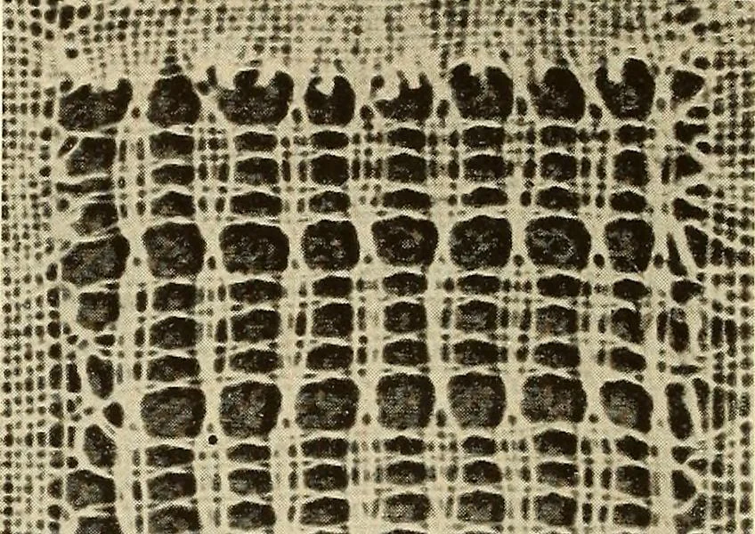 An illustration from A lace guide for makers and collectors; with bibliography and five-language nomenculture, profusely illus. with halftone plates and key designs, 1920, leaf 153
