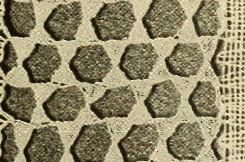 An illustration from A lace guide for makers and collectors; with bibliography and five-language nomenculture, profusely illus. with halftone plates and key designs, 1920, leaf 156