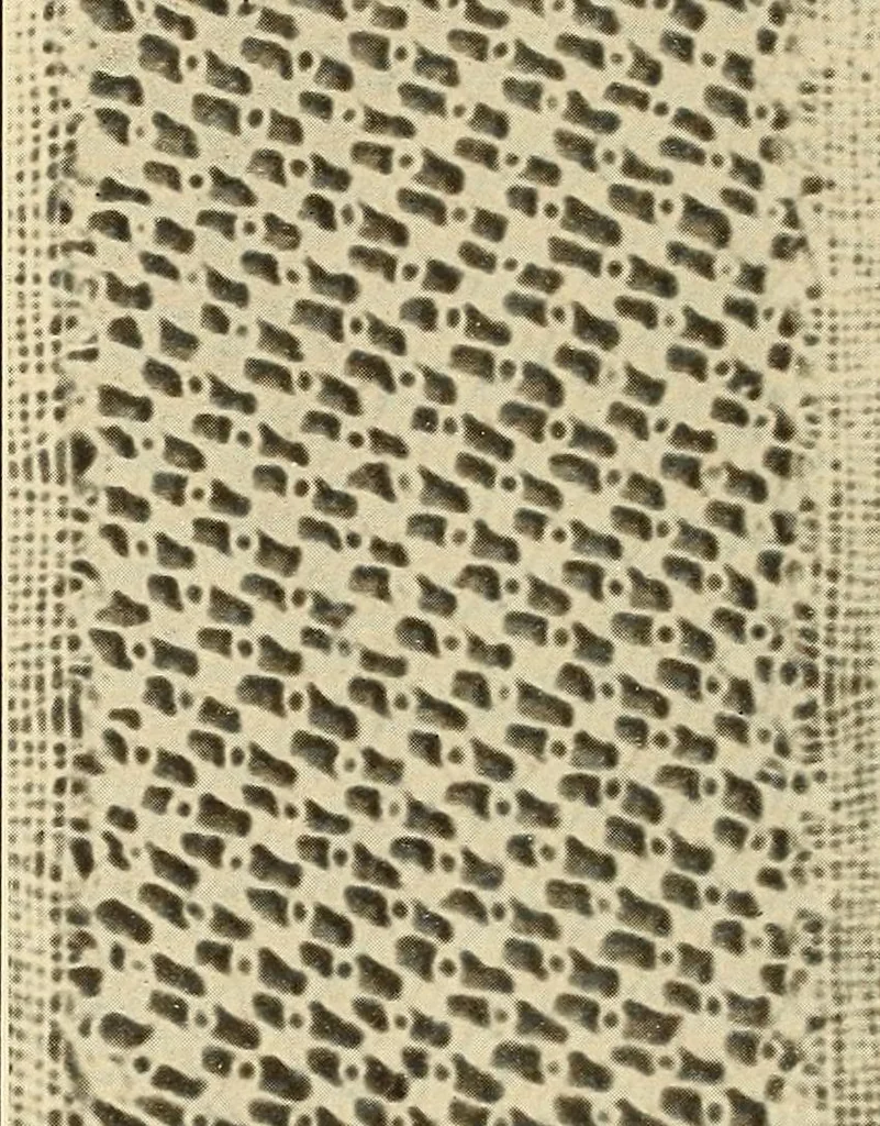 An illustration from A lace guide for makers and collectors; with bibliography and five-language nomenculture, profusely illus. with halftone plates and key designs, 1920, leaf 165