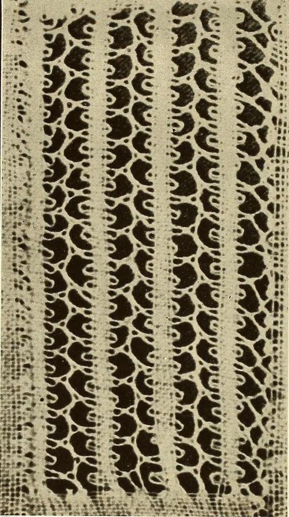 An illustration from A lace guide for makers and collectors; with bibliography and five-language nomenculture, profusely illus. with halftone plates and key designs, 1920, leaf 167