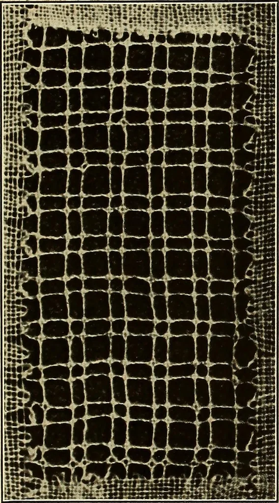 An illustration from A lace guide for makers and collectors; with bibliography and five-language nomenculture, profusely illus. with halftone plates and key designs, 1920, leaf 178