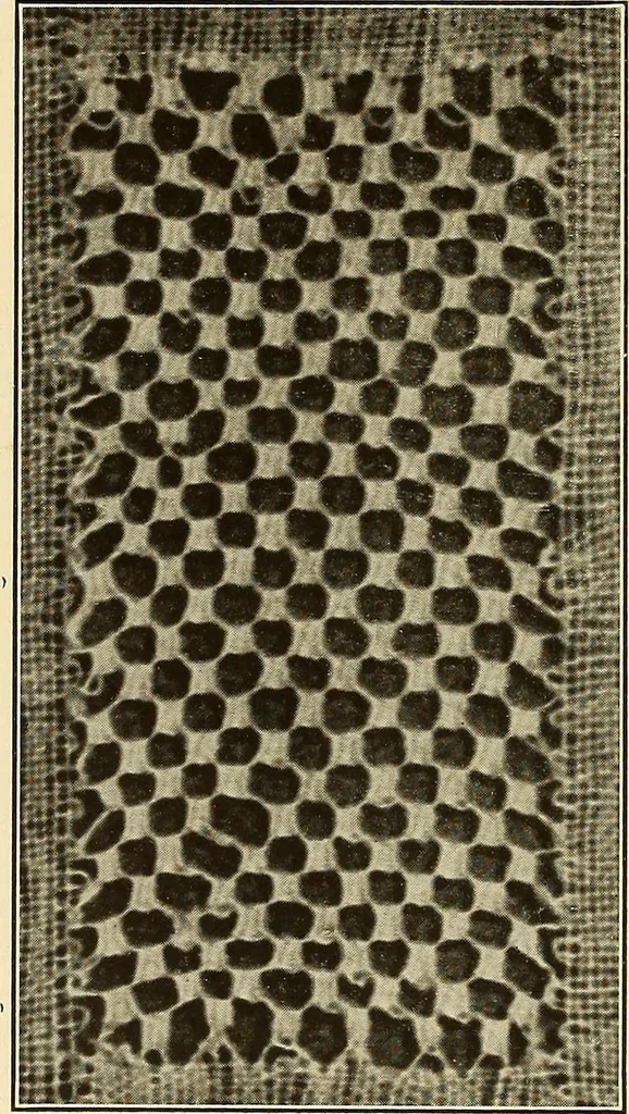 An illustration from A lace guide for makers and collectors; with bibliography and five-language nomenculture, profusely illus. with halftone plates and key designs, 1920, leaf 187