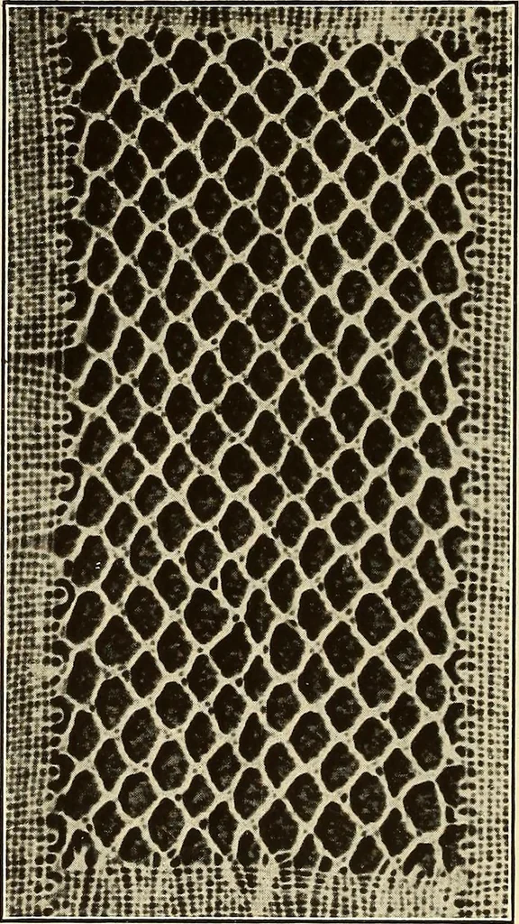 An illustration from A lace guide for makers and collectors; with bibliography and five-language nomenculture, profusely illus. with halftone plates and key designs, 1920, leaf 199