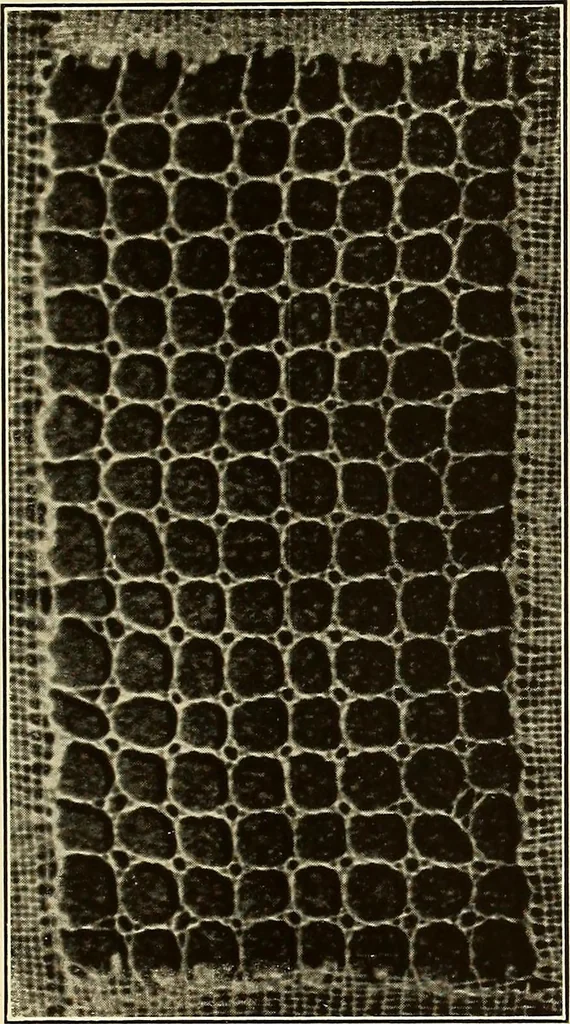 An illustration from A lace guide for makers and collectors; with bibliography and five-language nomenculture, profusely illus. with halftone plates and key designs, 1920, leaf 200