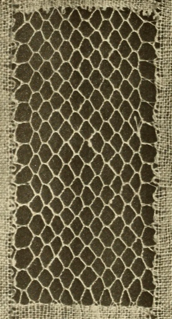 An illustration from A lace guide for makers and collectors; with bibliography and five-language nomenculture, profusely illus. with halftone plates and key designs, 1920, leaf 203