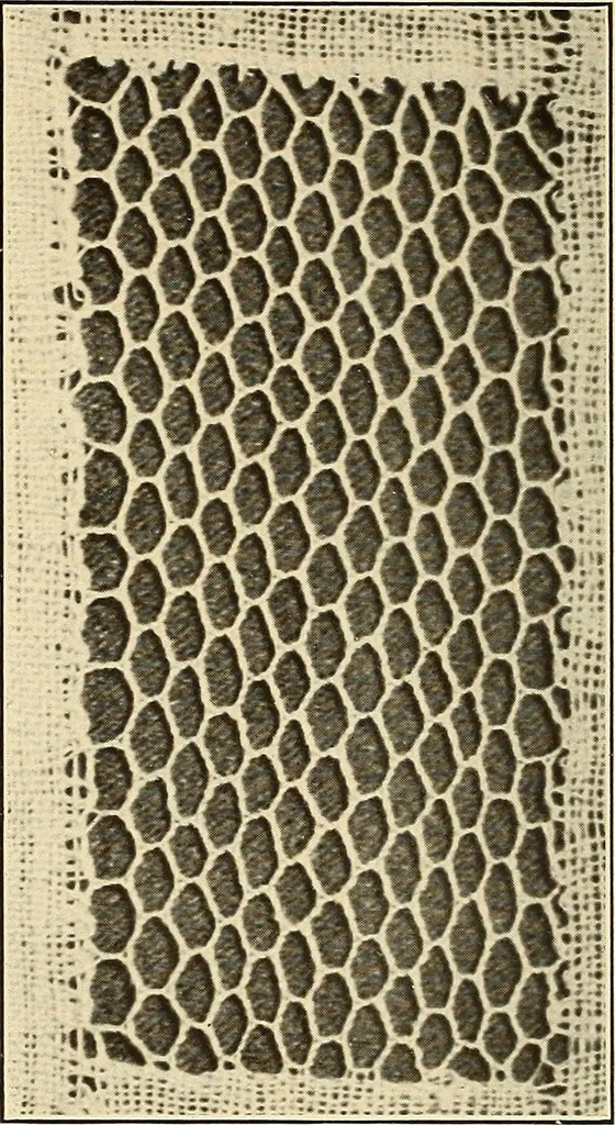 An illustration from A lace guide for makers and collectors; with bibliography and five-language nomenculture, profusely illus. with halftone plates and key designs, 1920, leaf 207