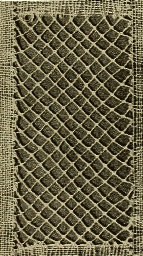 An illustration from A lace guide for makers and collectors; with bibliography and five-language nomenculture, profusely illus. with halftone plates and key designs, 1920, leaf 210