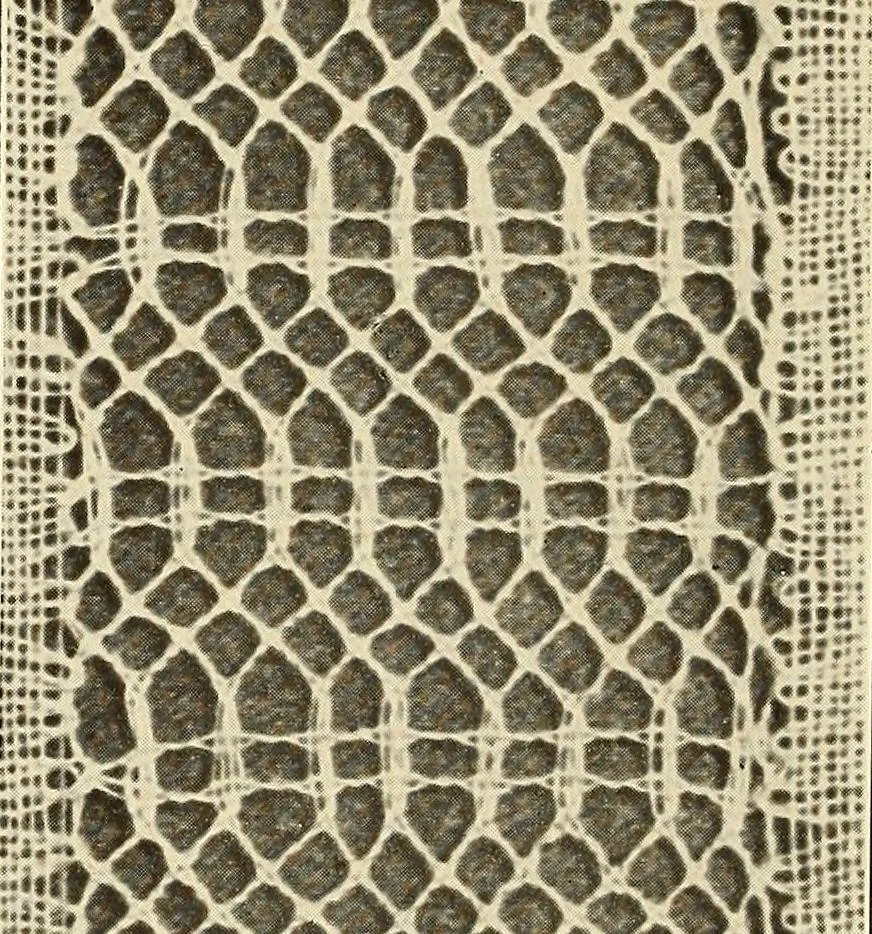 An illustration from A lace guide for makers and collectors; with bibliography and five-language nomenculture, profusely illus. with halftone plates and key designs, 1920, leaf 217