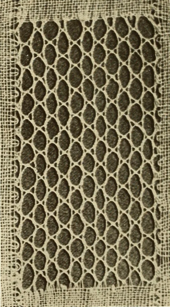 An illustration from A lace guide for makers and collectors; with bibliography and five-language nomenculture, profusely illus. with halftone plates and key designs, 1920, leaf 229