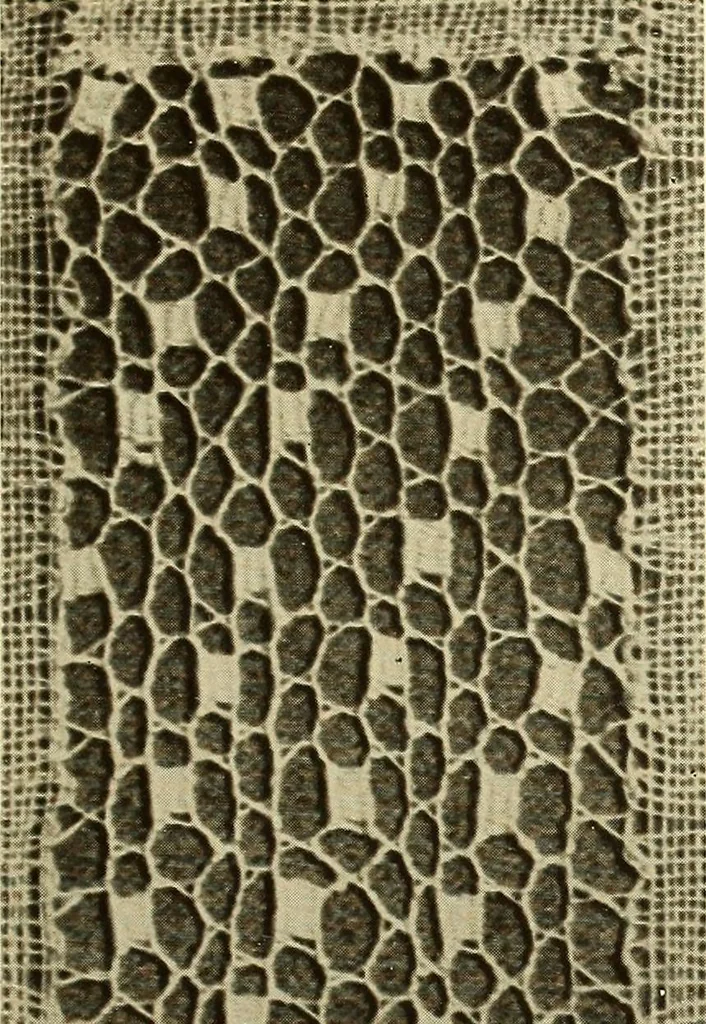 An illustration from A lace guide for makers and collectors; with bibliography and five-language nomenculture, profusely illus. with halftone plates and key designs, 1920, leaf 230