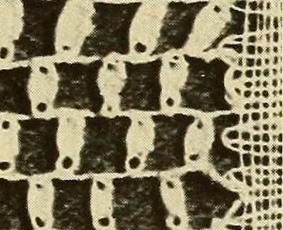 An illustration from A lace guide for makers and collectors; with bibliography and five-language nomenculture, profusely illus. with halftone plates and key designs, 1920, leaf 82