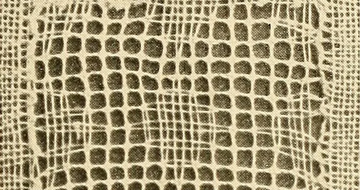 An illustration from A lace guide for makers and collectors; with a bibliography and five-language nomenclature, profusely illus. with halftone plates and key designs, 1920, leaf 108