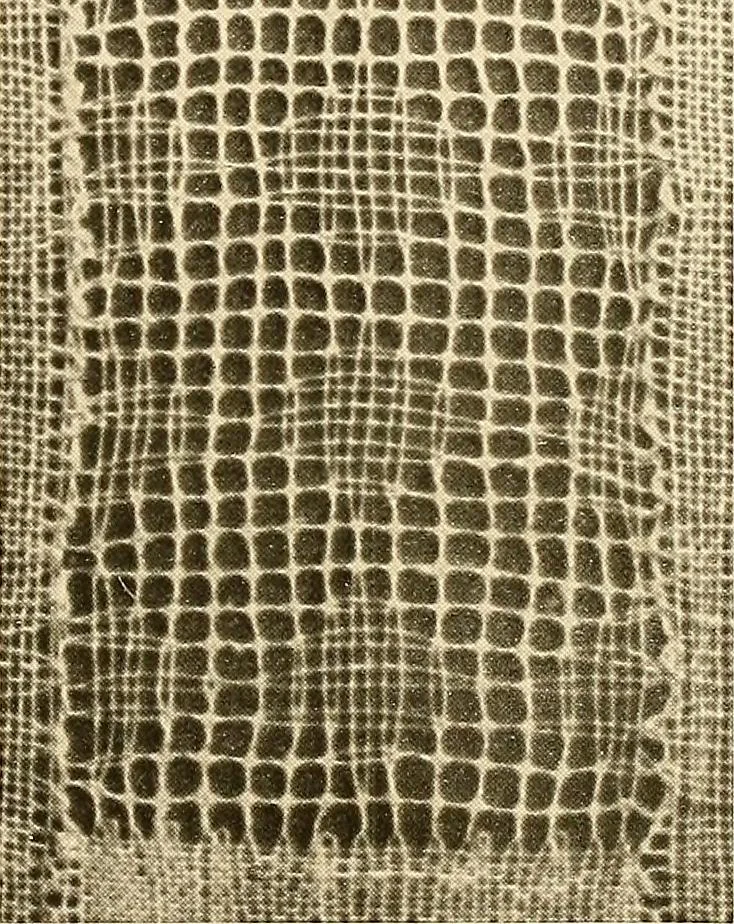 An illustration from A lace guide for makers and collectors; with a bibliography and five-language nomenclature, profusely illus. with halftone plates and key designs, 1920, leaf 108