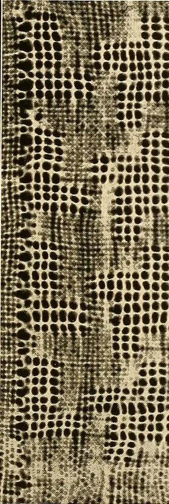 An illustration from A lace guide for makers and collectors; with a bibliography and five-language nomenclature, profusely illus. with halftone plates and key designs, 1920, leaf 114