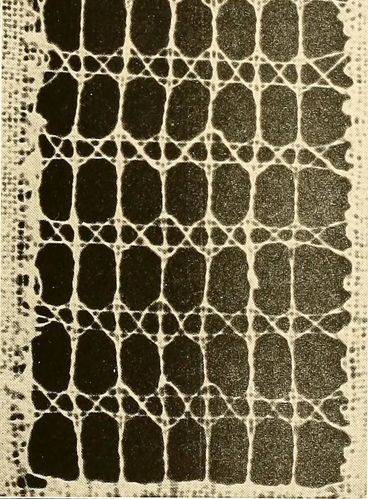 An illustration from A lace guide for makers and collectors; with a bibliography and five-language nomenclature, profusely illus. with halftone plates and key designs, 1920, leaf 118