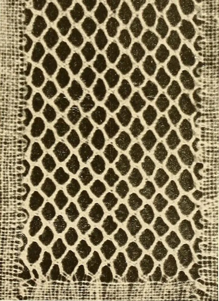 An illustration from A lace guide for makers and collectors; with a bibliography and five-language nomenclature, profusely illus. with halftone plates and key designs, 1920, leaf 124
