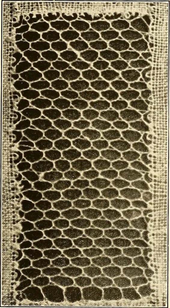 An illustration from A lace guide for makers and collectors; with a bibliography and five-language nomenclature, profusely illus. with halftone plates and key designs, 1920, leaf 128