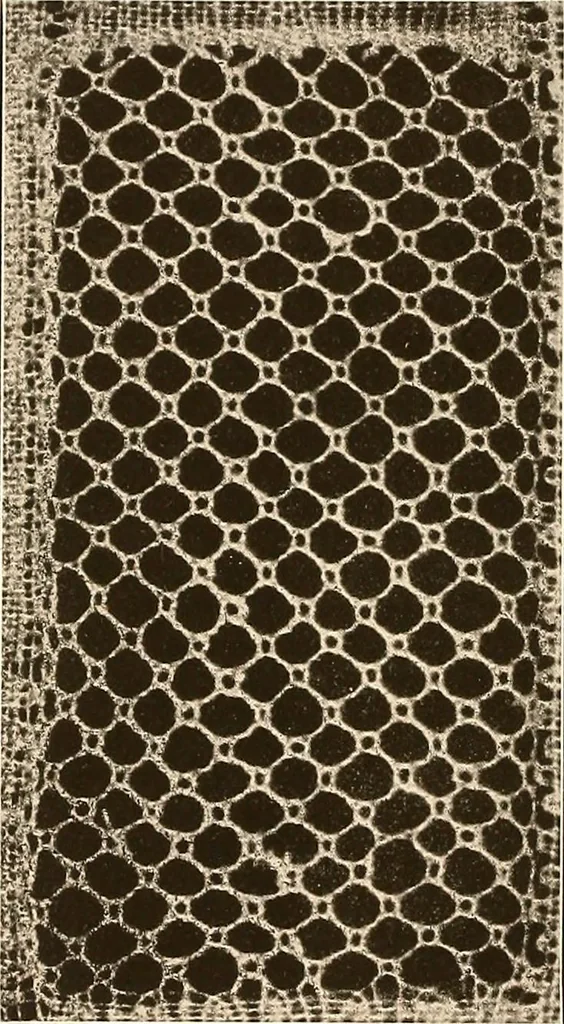 An illustration from A lace guide for makers and collectors; with a bibliography and five-language nomenclature, profusely illus. with halftone plates and key designs, 1920, leaf 137