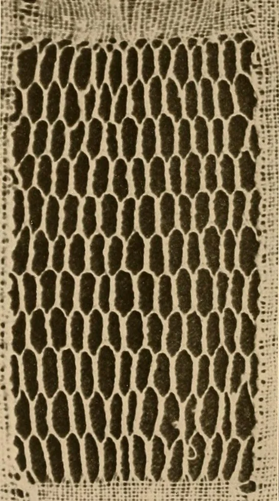 An illustration from A lace guide for makers and collectors; with a bibliography and five-language nomenclature, profusely illus. with halftone plates and key designs, 1920, leaf 139
