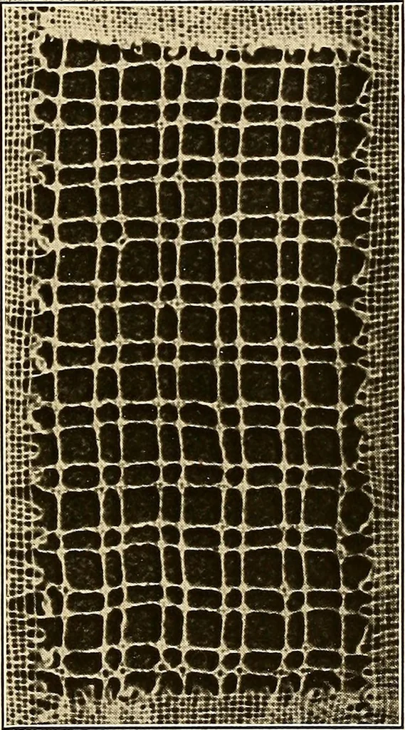 An illustration from A lace guide for makers and collectors; with a bibliography and five-language nomenclature, profusely illus. with halftone plates and key designs, 1920, leaf 178