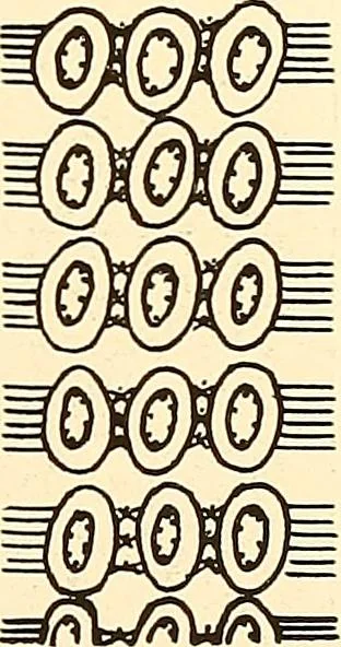 An illustration from A lace guide for makers and collectors; with a bibliography and five-language nomenclature, profusely illus. with halftone plates and key designs, 1920, leaf 196
