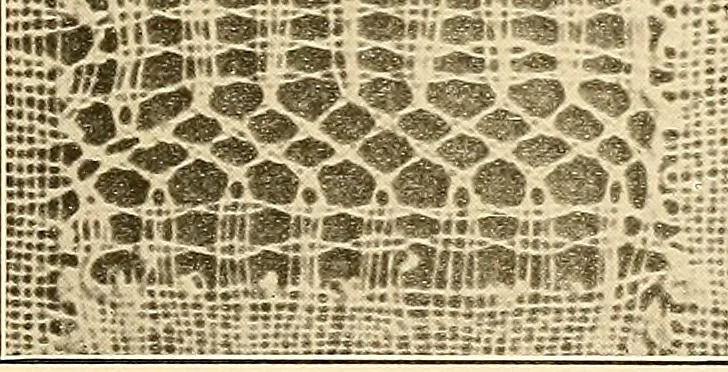 An illustration from A lace guide for makers and collectors; with a bibliography and five-language nomenclature, profusely illus. with halftone plates and key designs, 1920, leaf 198