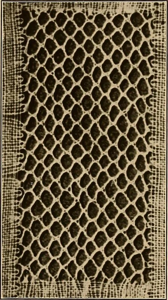 An illustration from A lace guide for makers and collectors; with a bibliography and five-language nomenclature, profusely illus. with halftone plates and key designs, 1920, leaf 199