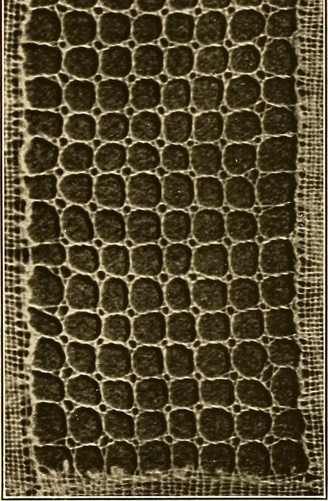 An illustration from A lace guide for makers and collectors; with a bibliography and five-language nomenclature, profusely illus. with halftone plates and key designs, 1920, leaf 200