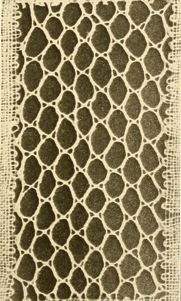 An illustration from A lace guide for makers and collectors; with a bibliography and five-language nomenclature, profusely illus. with halftone plates and key designs, 1920, leaf 212