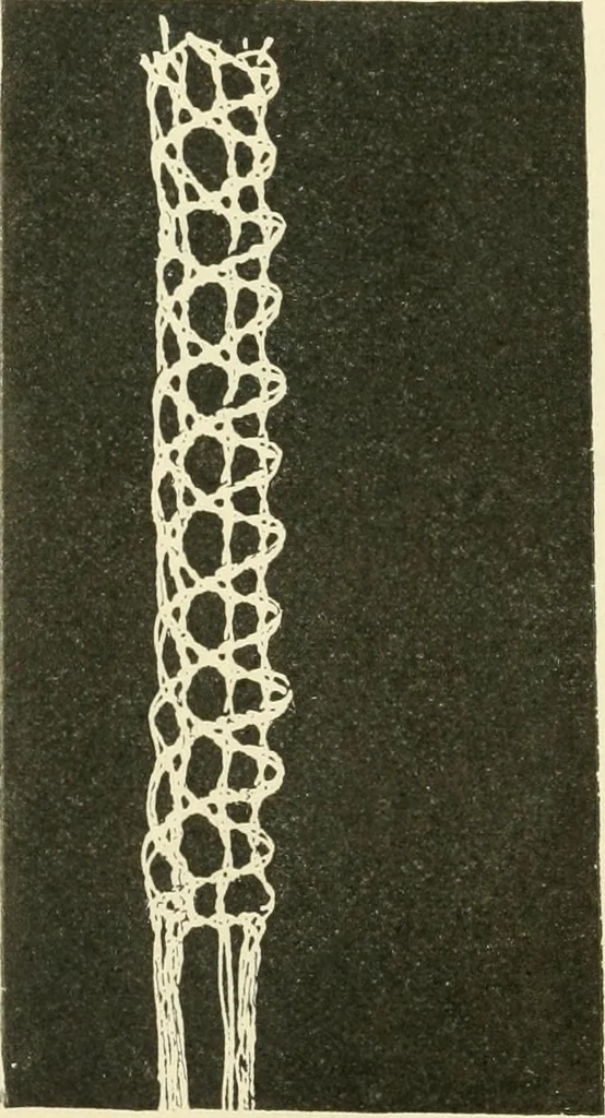 An illustration from Lace work, 1896, leaf 33