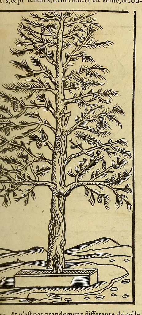 An illustration from La cosmographie vniuerselle de tout le monde. : En laquelle, suiuant les auteurs plus dignes de foy, sont au vray descriptes toutes les parties habitables, & non habitables de la terre, & de la mer, leurs assiettes & choses qu'elles produisent ... auec plusieurs autres choses, le sommaire desquelles se void en la page suiuante., 1575, leaf 327
